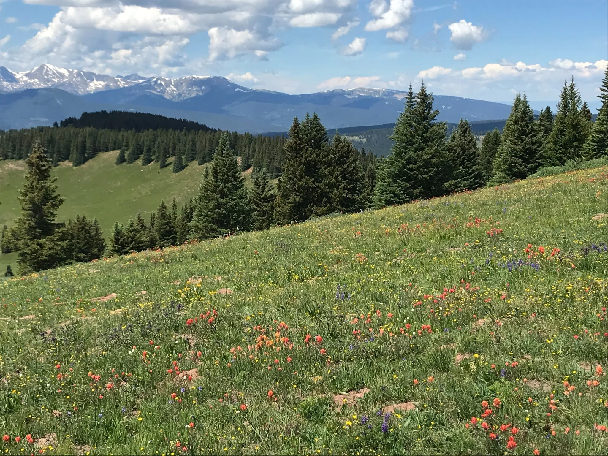 Summer wildflower meadow and mountain view near Copper Mountain